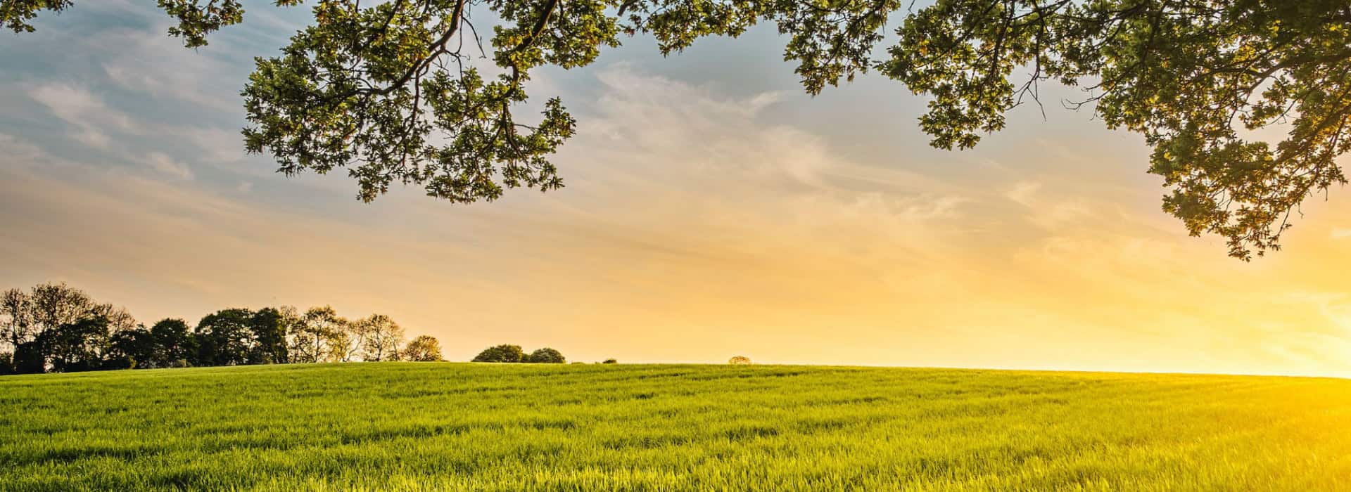 Sunset over a green field with tree branches overhead and golden sunlight on the horizon.