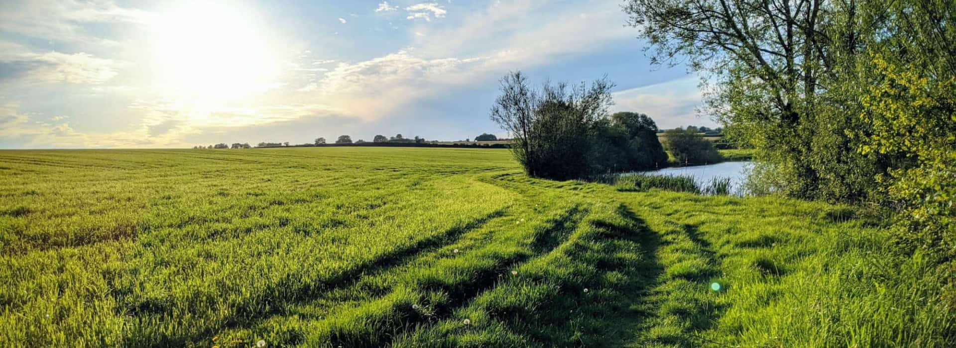 Sunlit grassy field with trees, a pond, and clear blue sky in the background.
